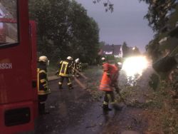Weiterlesen: Einsatz Baum auf Strasse