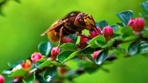insect 750049 1280 pixabay