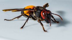 Weiterlesen: Hornissen und Wespenberatung